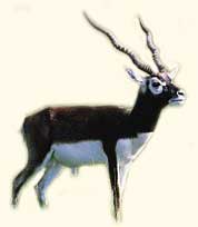 Black_Buck1