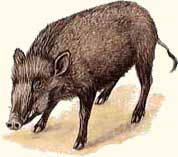 Boar