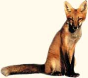 Fox1