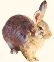 Hare1