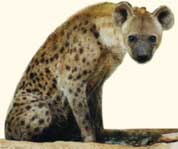 Hyena1