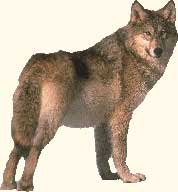 Wolf1