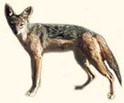 jackal1